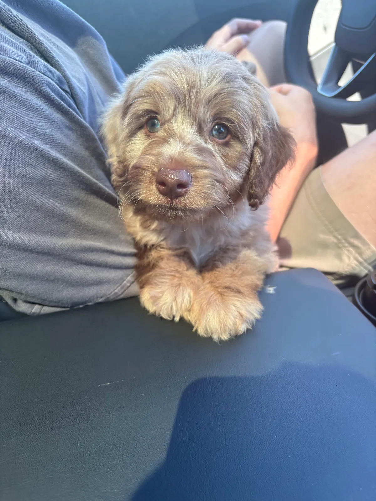 Odie